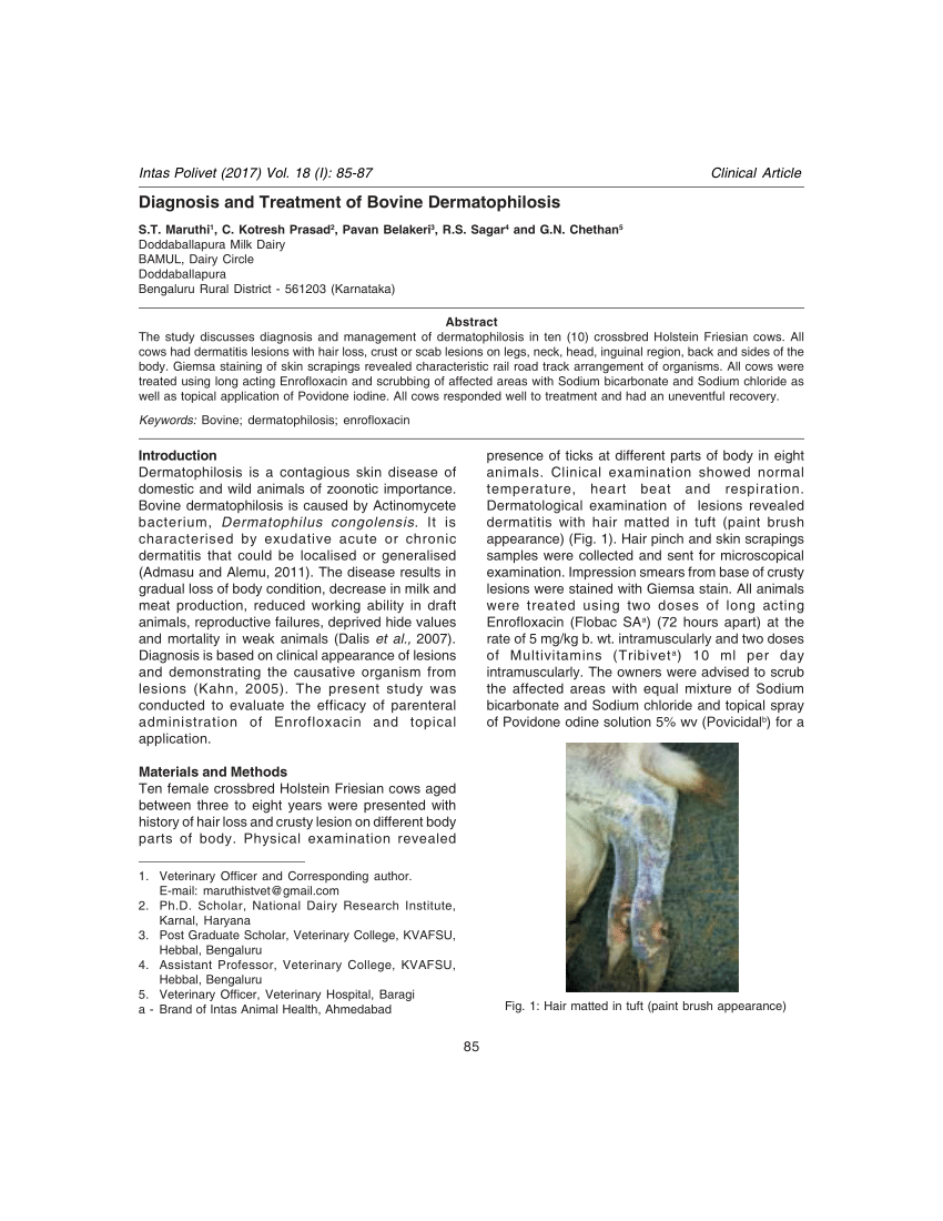 PDF) Diagnosis and Treatment of Bovine Dermatophilosis