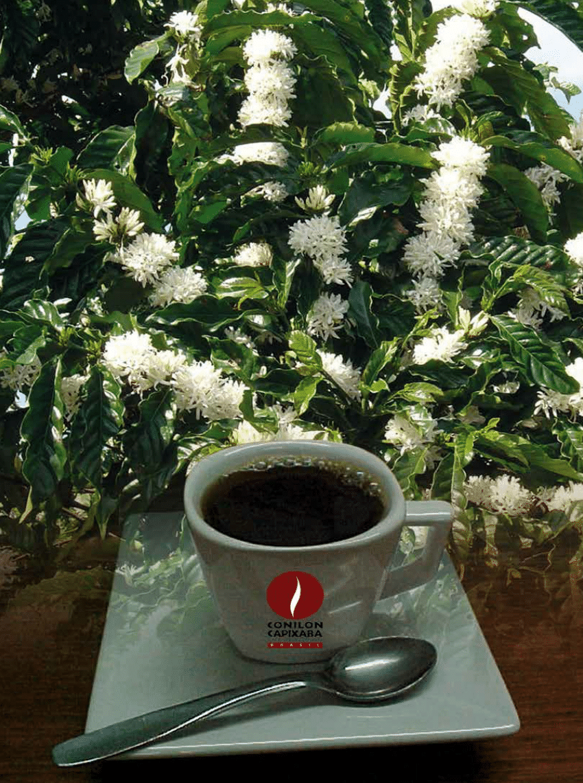 PDF) DESENVOLVIMENTO INICIAL DO CAFÉ CONILLON (COFFEA CANEPHORA