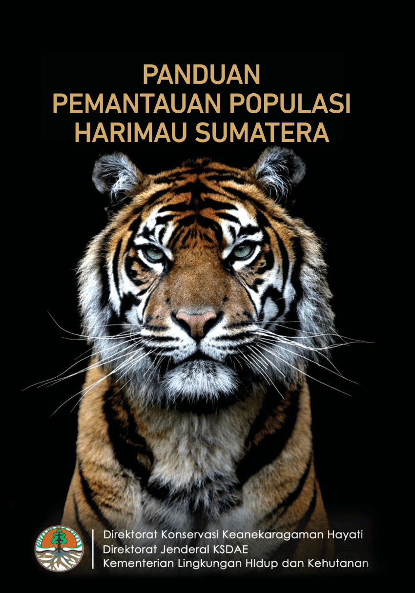 Sumatera harimau Motif Perburuan