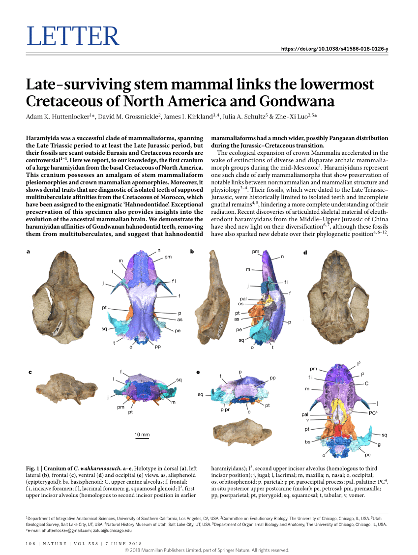 Late-surviving stem mammal links the lowermost Cretaceous of North