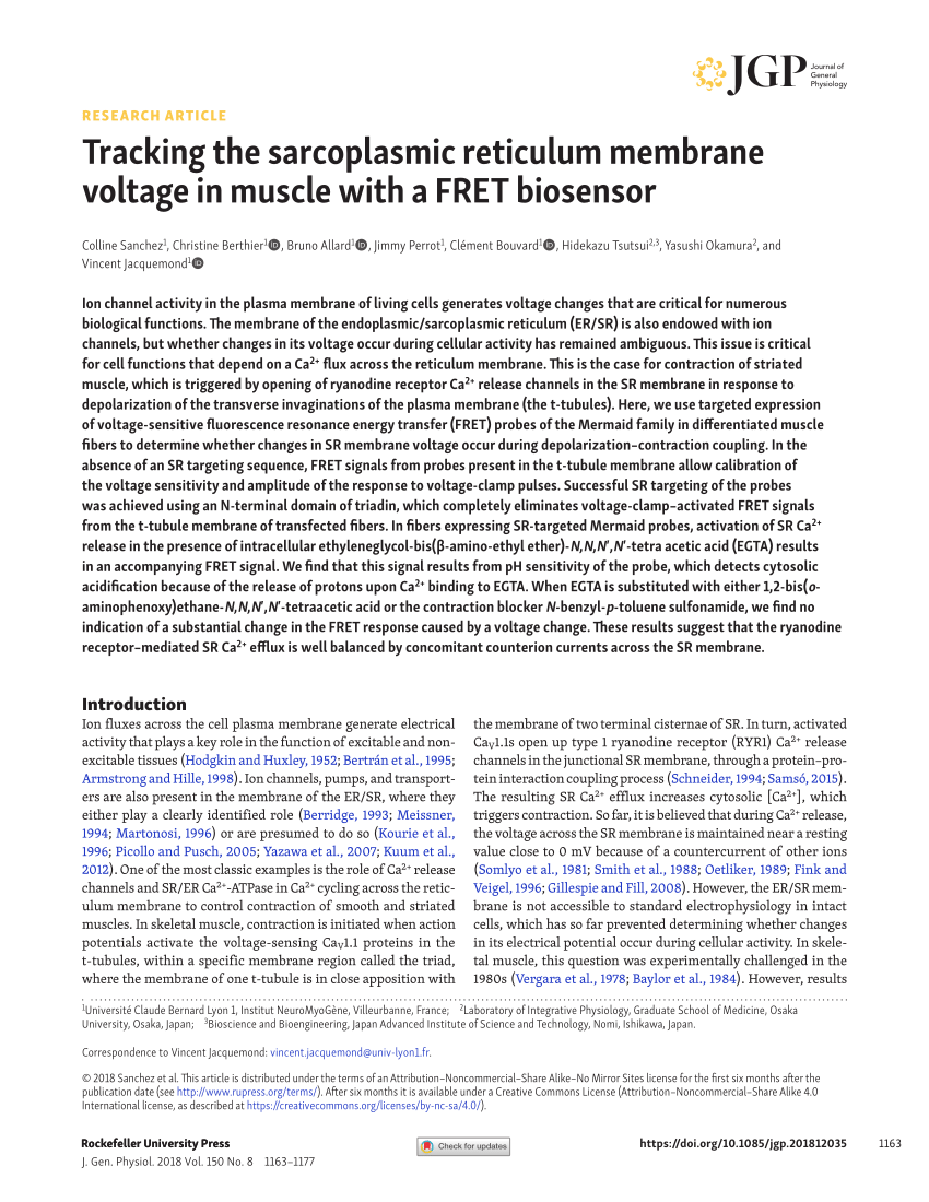 Pdf Tracking The Sarcoplasmic Reticulum Membrane Voltage In Images, Photos, Reviews