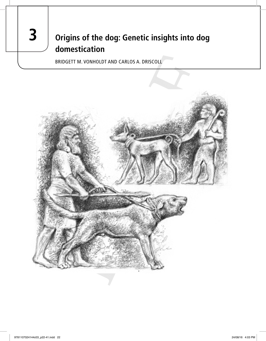 (PDF) Origins of the dog insights into dog domestication