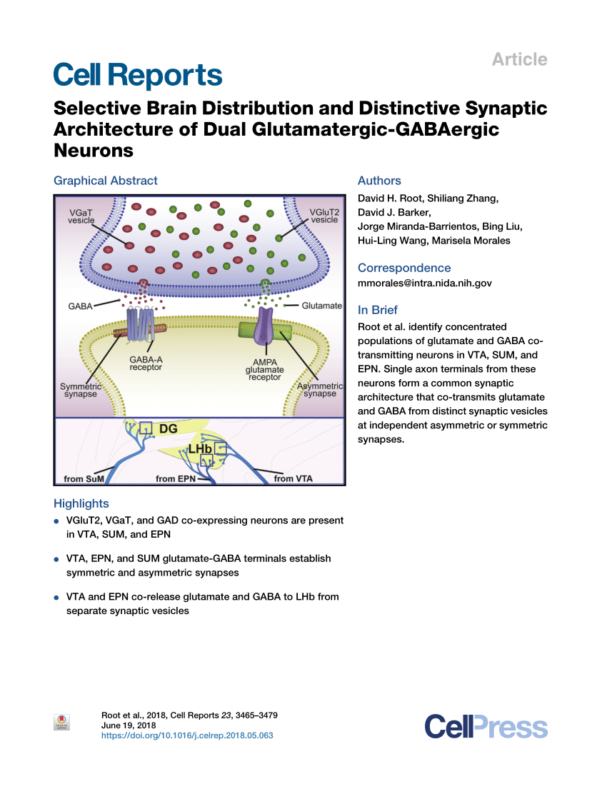 Selective Brain Distribution and Distinctive Synaptic Architecture