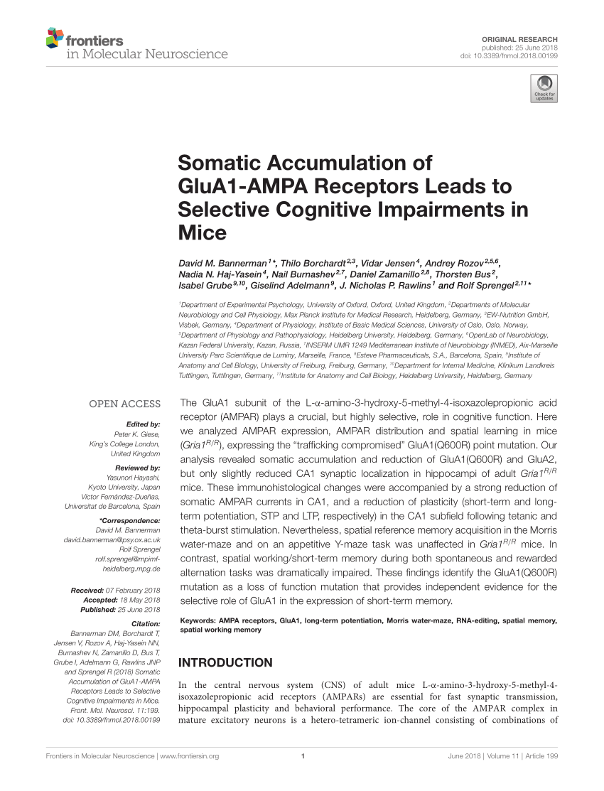 PDF) Somatic Accumulation of GluA1-AMPA Receptors Leads to ...