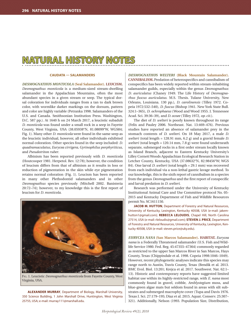 species) egretta thula - Utah Natural Heritage Program Field Guide
