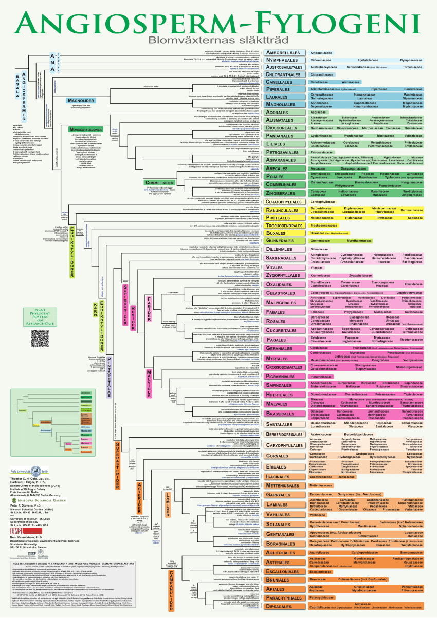 pdf-angiosperm-fylogeni-blomv-xternas-sl-kttr-d-app-swedish