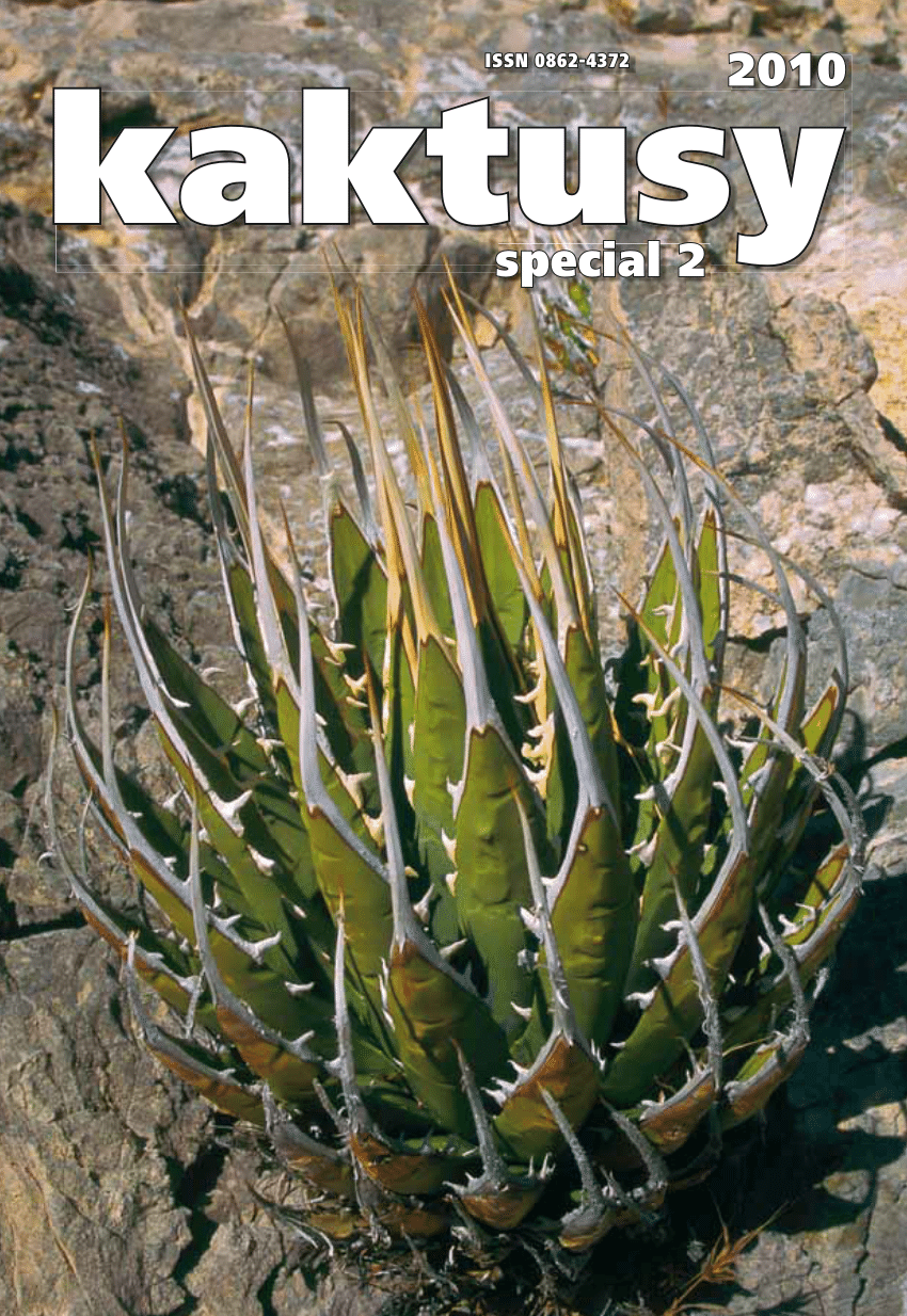 50 seeds of Agave utahensis nevadensis succulents seed R succulents,cacti 