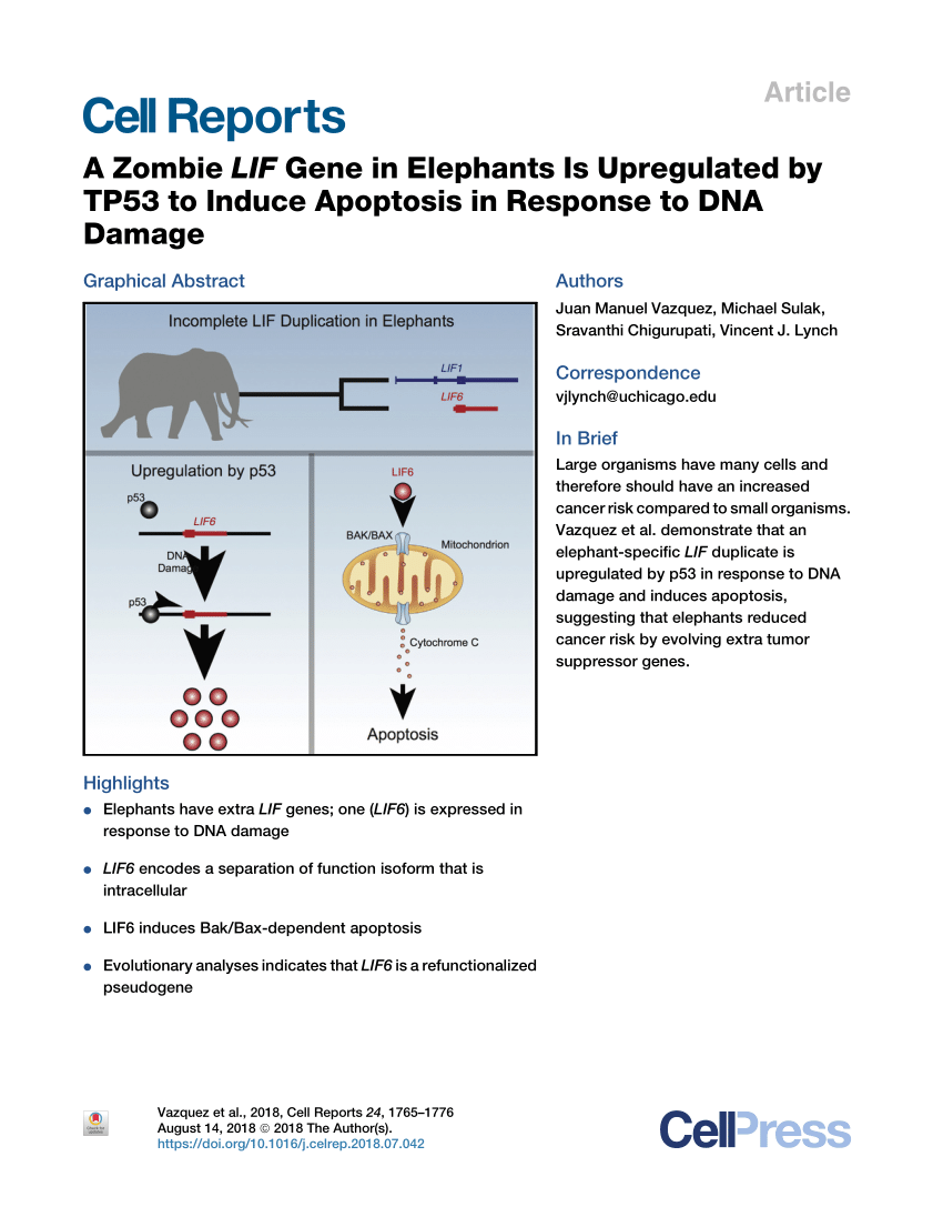 Pdf A Zombie Lif Gene In Elephants Is Upregulated By Tp53 To Induce Apoptosis In Response To Dna Damage