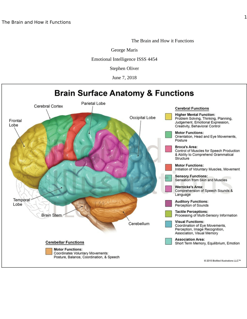 (PDF) The Brain and How it Functions