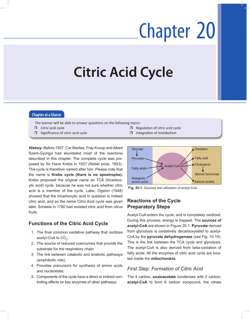 Pdf Chapter 20 Citric Acid Cycle,Beef Chart