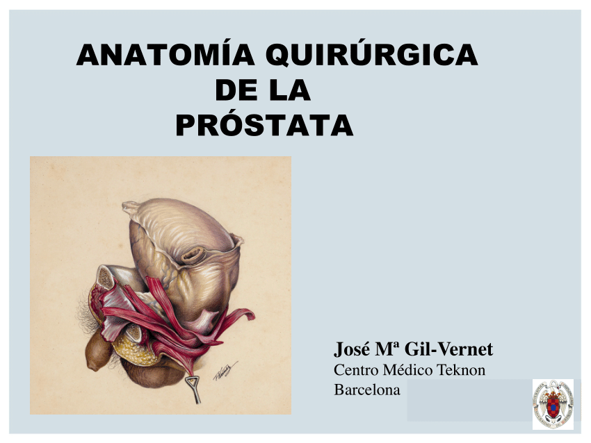 anatomia radiologica próstata)