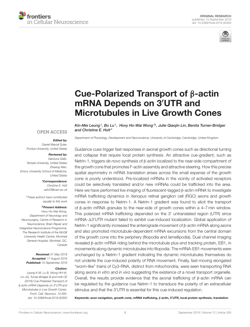 PDF) Cue-Polarized Transport of  -actin mRNA Depends on 3′UTR and ...