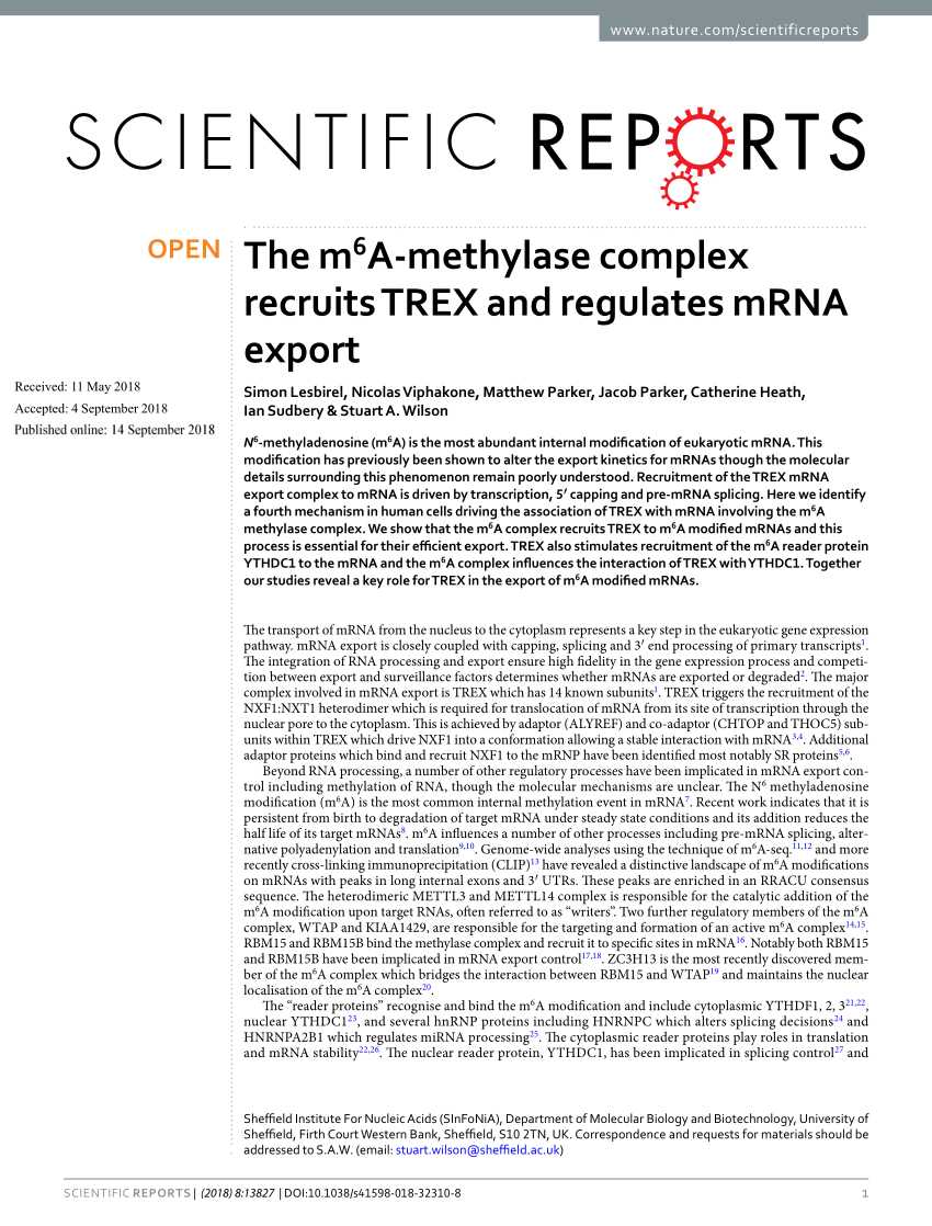 PDF) The m6A-methylase complex recruits TREX and regulates mRNA export