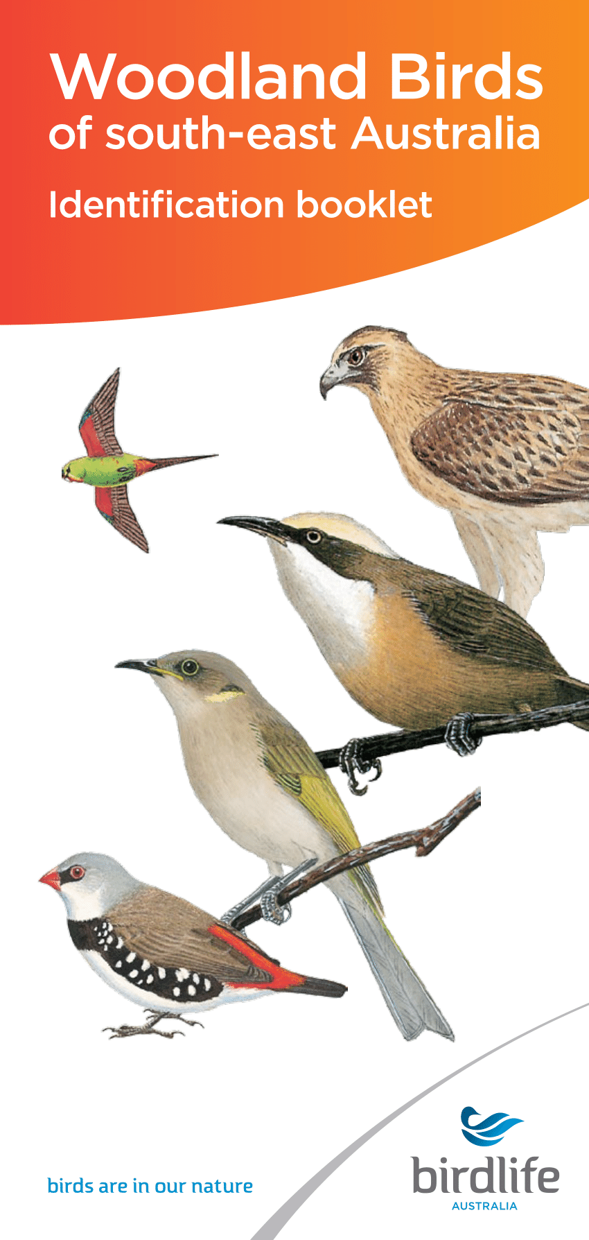 PDF) Woodland Birds of South-east Identification booklet