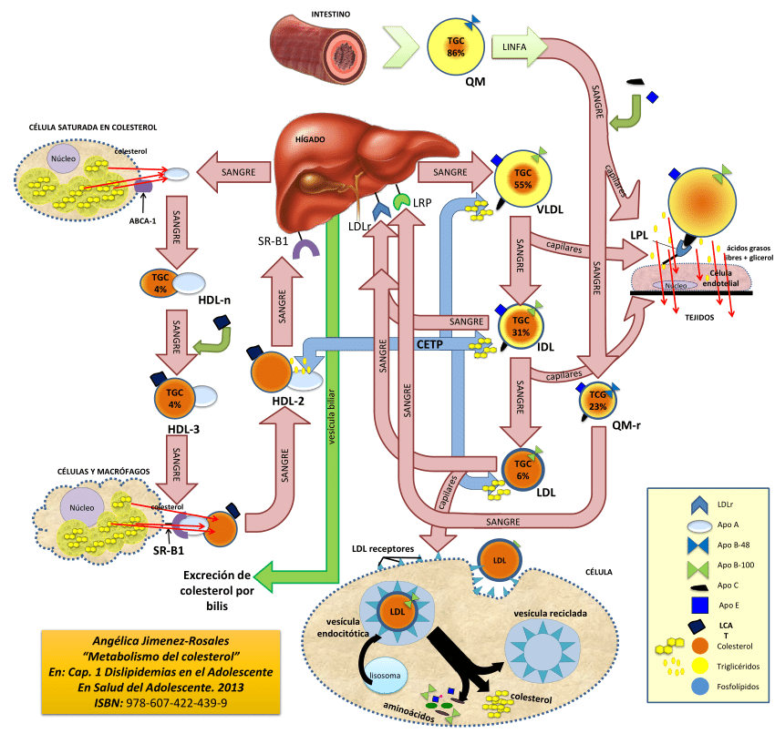 Pdf Diagrama Del Metabolismo Del Colesterol 0321