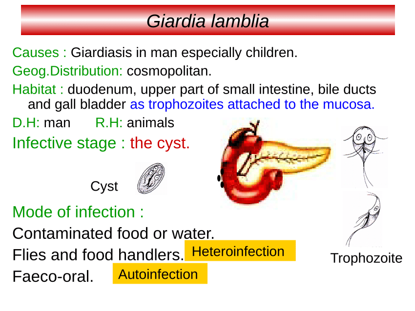 Giardiasis pathogenesis Férgek kaviárban