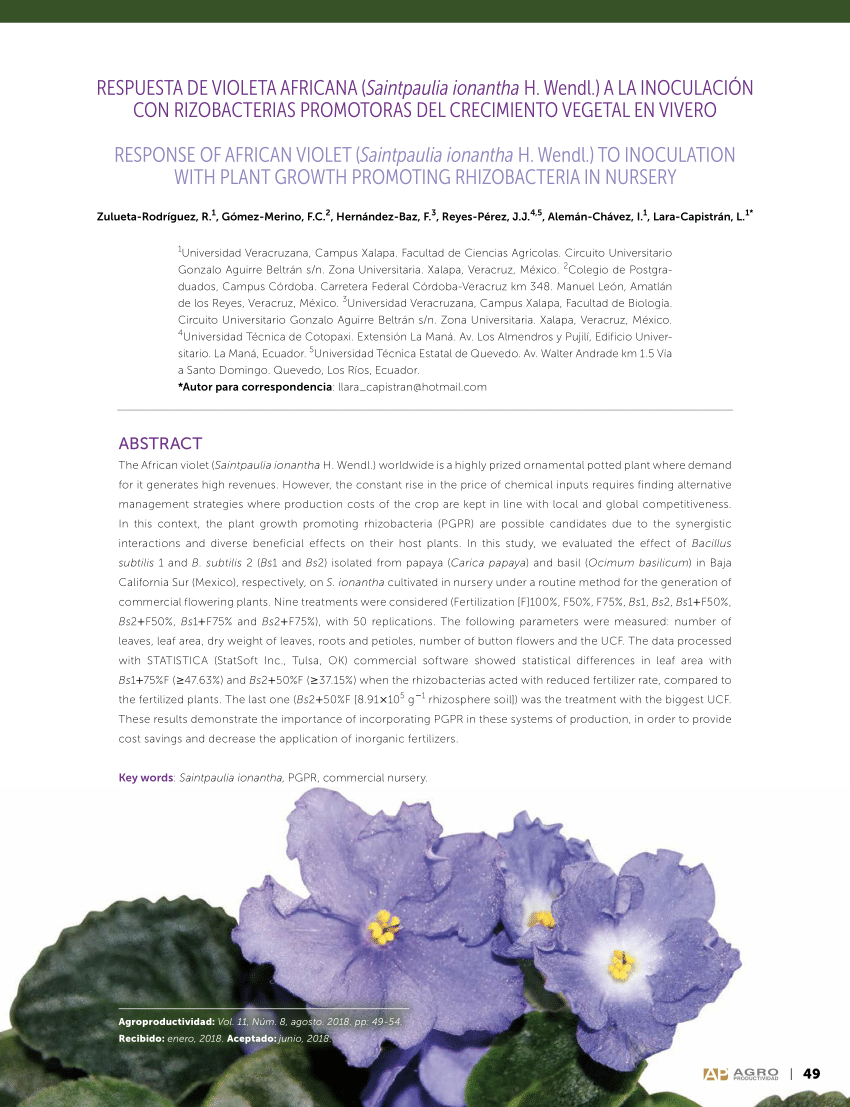 PDF) RESPONSE OF AFRICAN VIOLET (Saintpaulia ionantha H. Wendl.) TO  INOCULATION WITH PLANT GROWTH PROMOTING RHIZOBACTERIA IN NURSERY