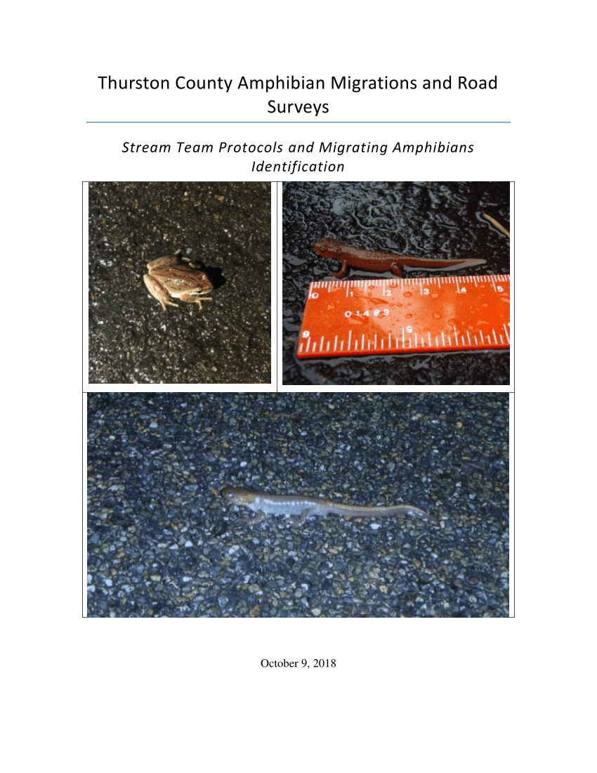 (PDF) Thurston County Amphibian Migrations and Road Surveys: Stream