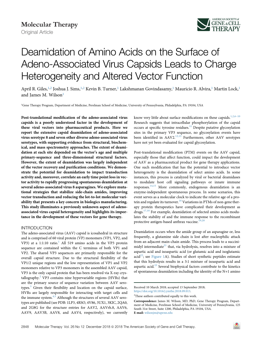 Pdf Deamidation Of Amino Acids On The Surface Of Adeno Associated Virus Capsids Leads To Charge Heterogeneity And Altered Vector Function
