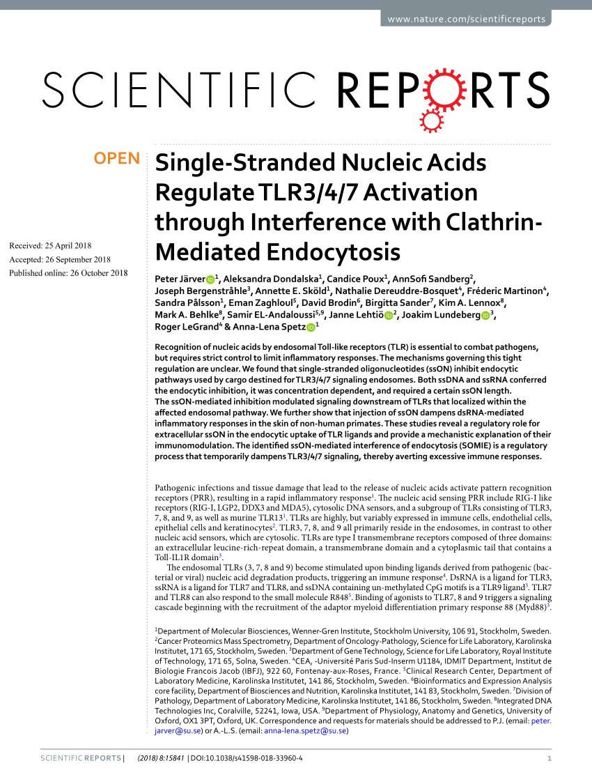 Pdf Single Stranded Nucleic Acids Regulate Tlr3 4 7 Activation Through Interference With Clathrin Mediated Endocytosis