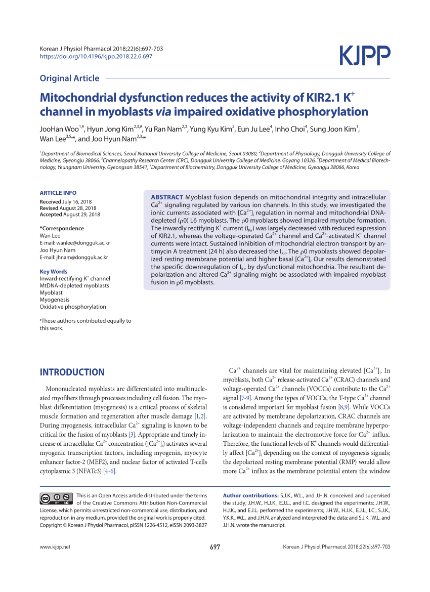 PDF) Mitochondrial dysfunction reduces the activity of KIR2.1 K +