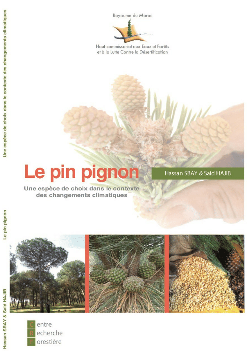 Pignon de pin : récolte, conservation et utilisation des pignons