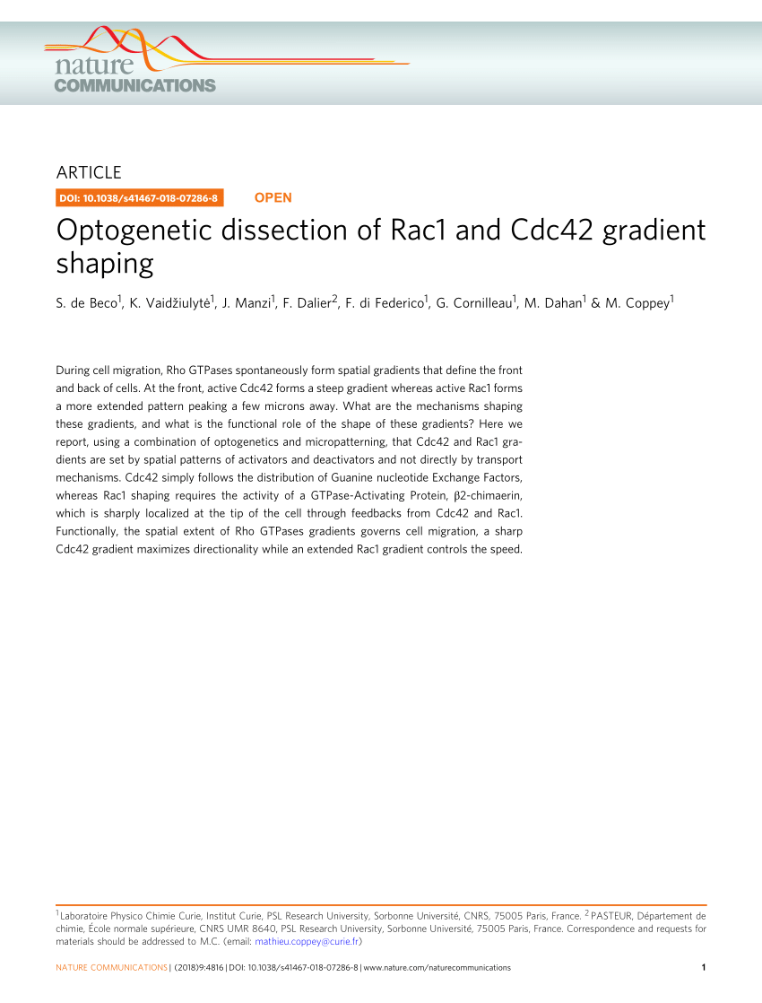 Pdf Optogenetic Dissection Of Rac1 And Cdc42 Gradient Shaping