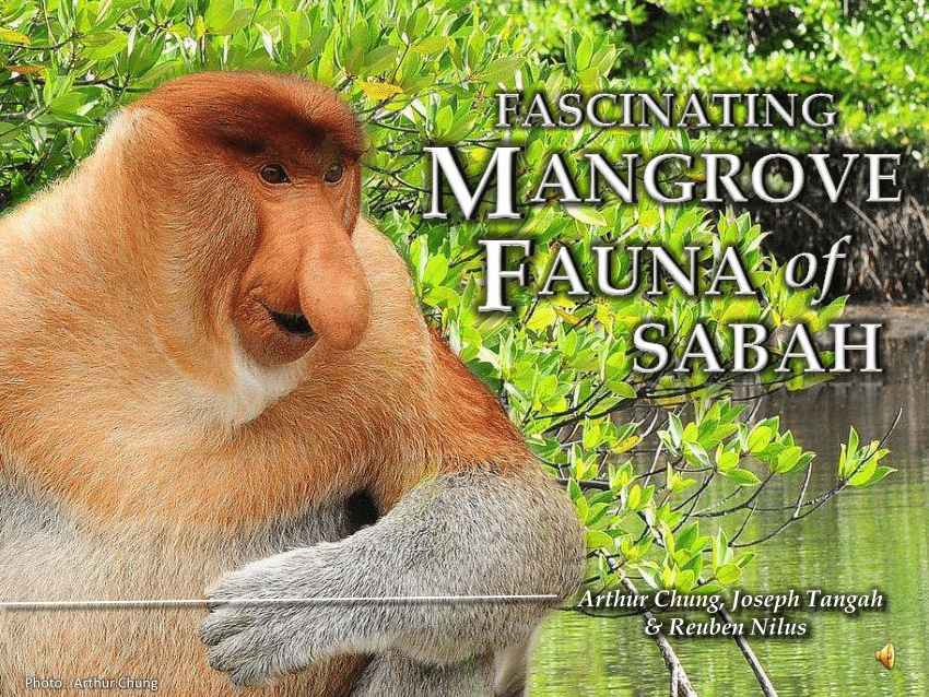 Perlindungan Flora Dan Fauna / Kumpulan Tugas Poster ...