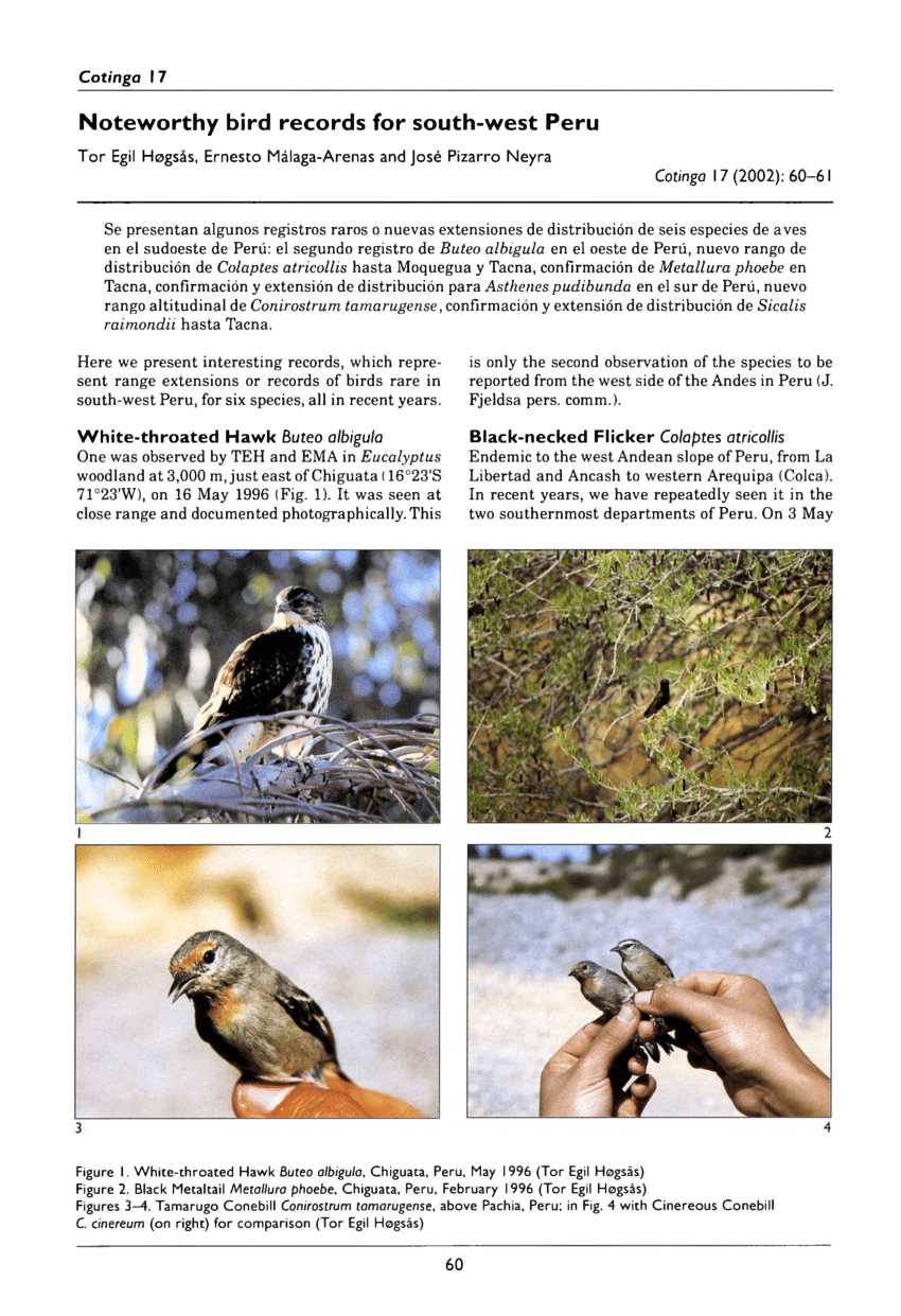 Pdf Noteworthy Bird Records For South West Peru