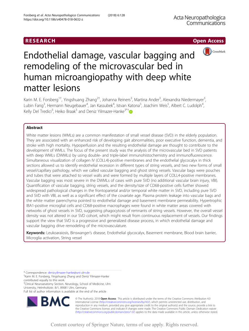 (PDF) Endothelial damage, vascular bagging and remodeling of the ...