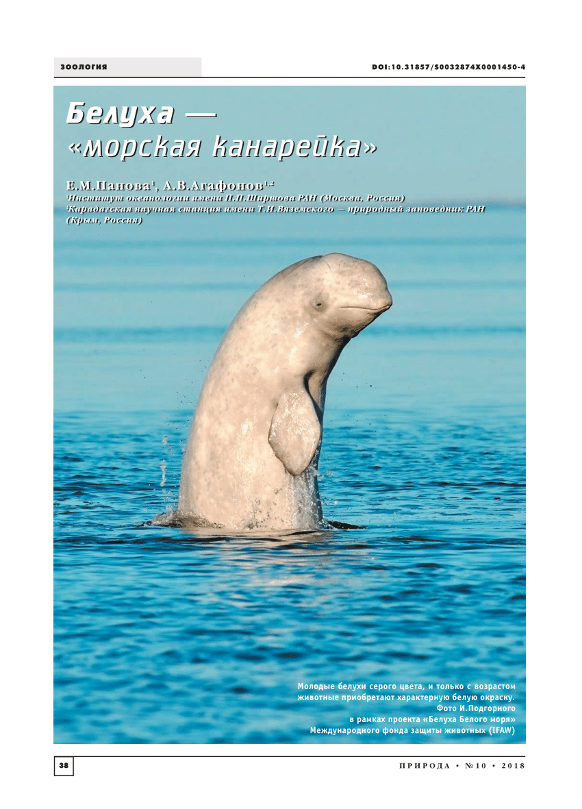 PDF) Beluga Whale — a Marine Warbler