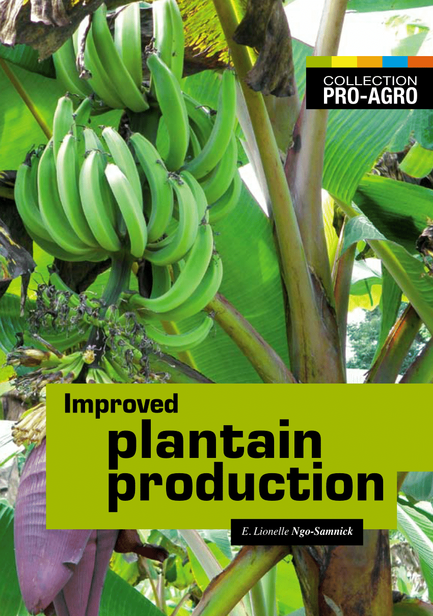 PDF Improved plantain