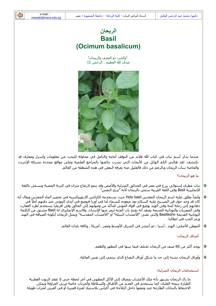 Pdf Basil Ocimum Basalicum الريحان
