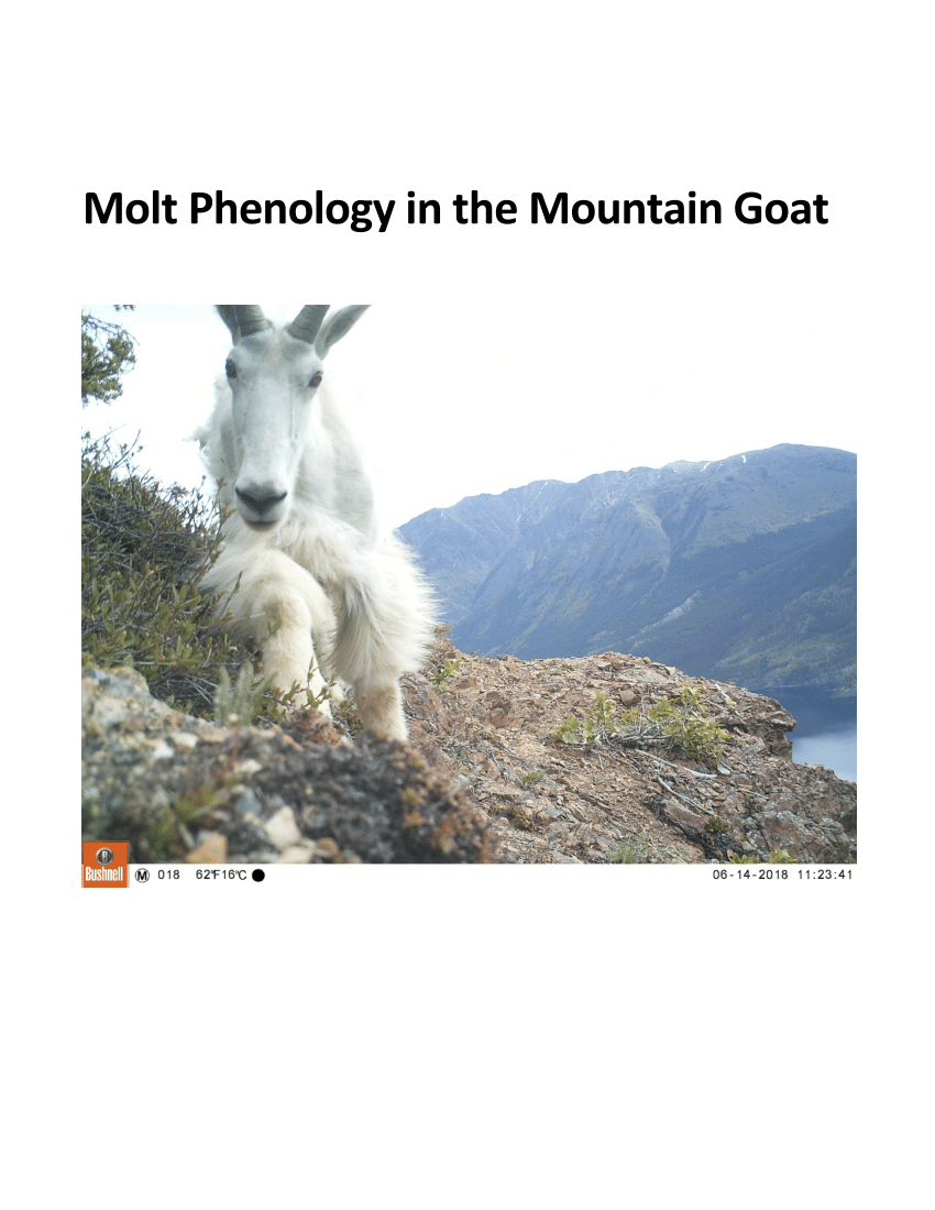 Pdf) Molt Phenology In The Mountain Goat