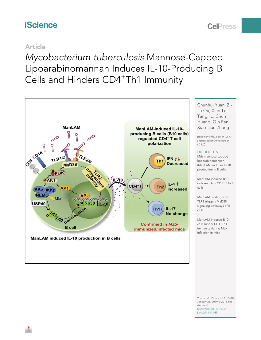 Pdf Mycobacterium Tuberculosis Mannose Capped Lipoarabinomannan Induces Il 10 Producing B Cells And Hinders Cd4th1 Immunity