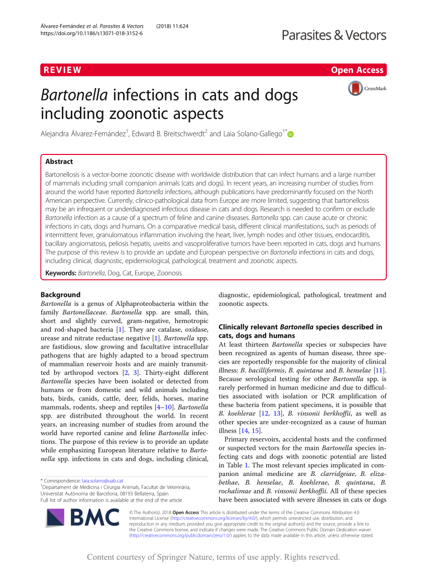 feline bartonella treatment