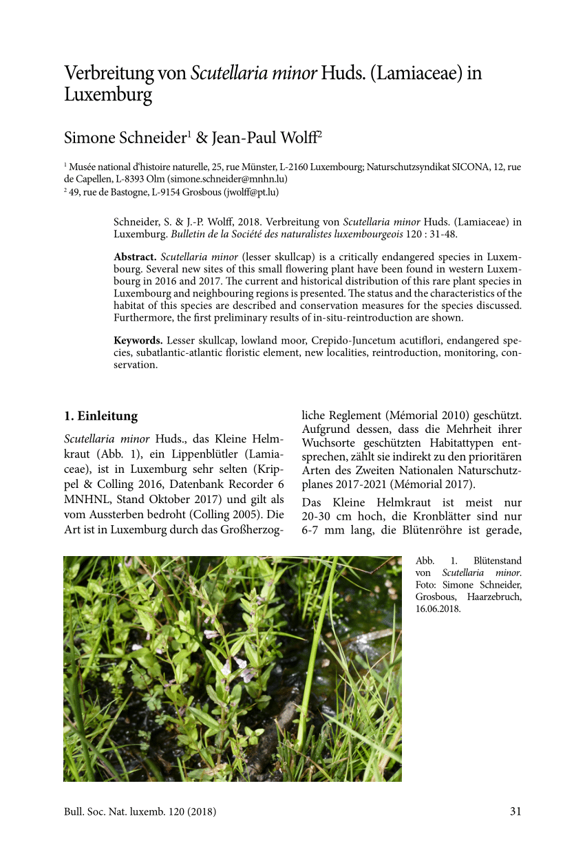 Pdf Verbreitung Von Scutellaria Minor Huds Lamiaceae In Luxemburg