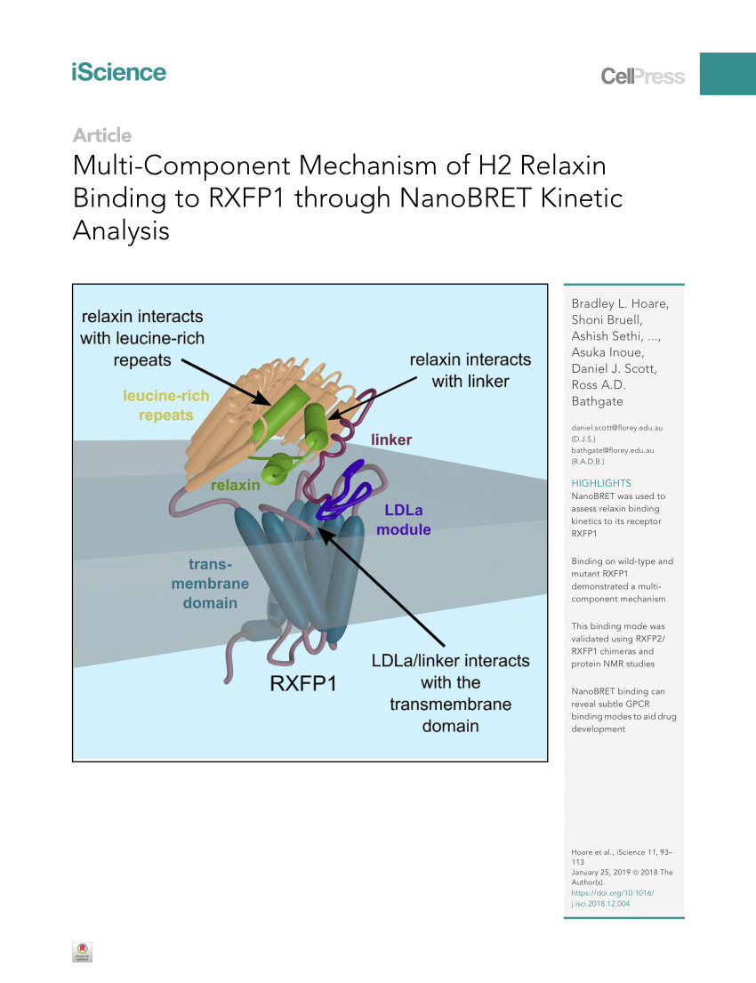 Pdf Multi Component Mechanism Of H2 Relaxin Binding To Rxfp1 Through Nanobret Kinetic Analysis