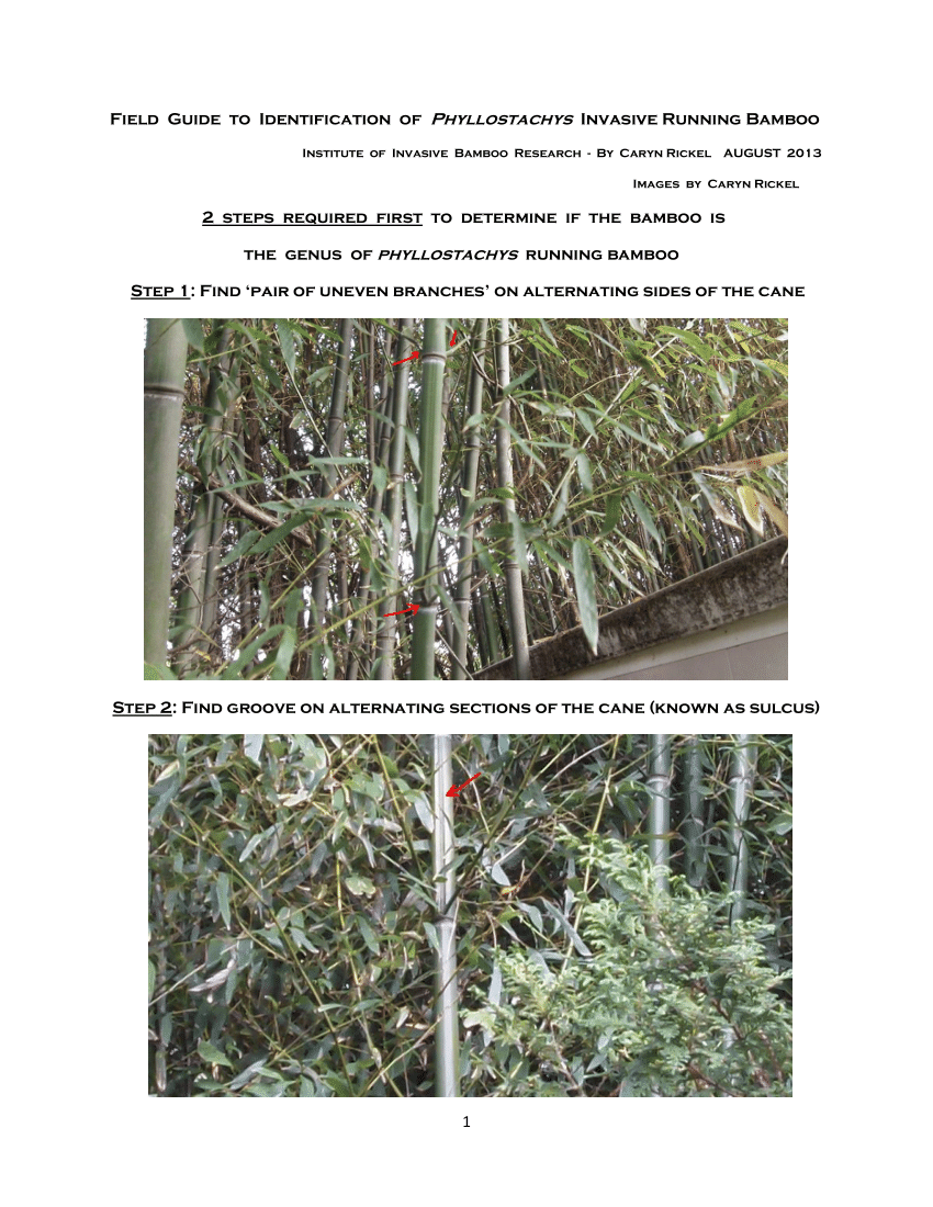 Pdf Field Guide To Identification Of Phyllostachys Invasive