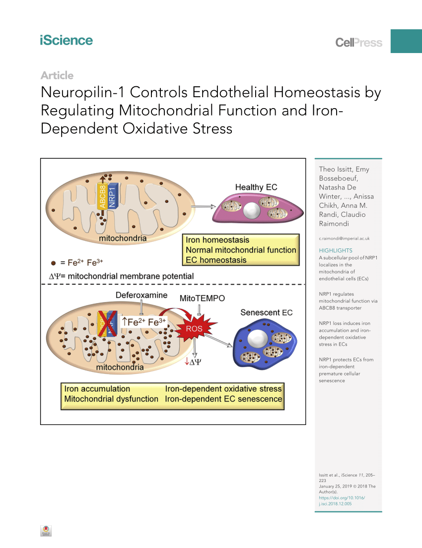Pdf Neuropilin 1 Controls Endothelial Homeostasis By Regulating