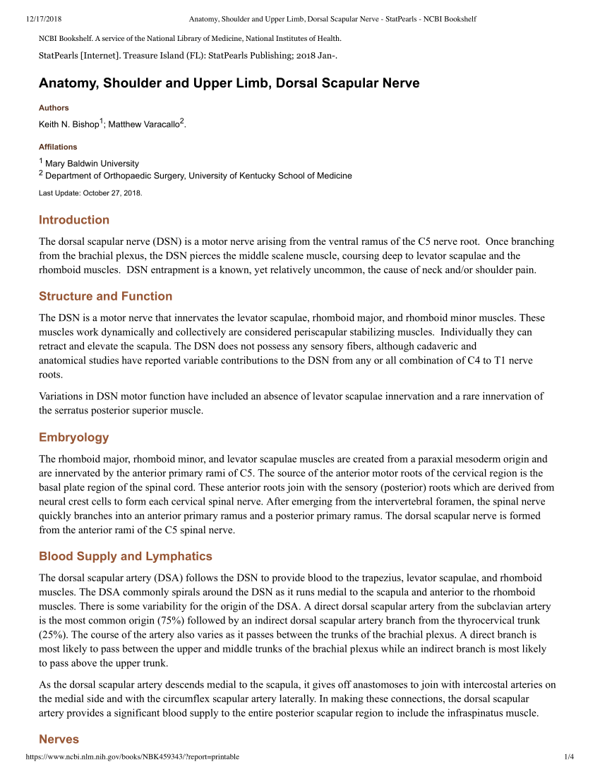 Figure, Scapula Anatomy. Anatomy includes scapula,] - StatPearls - NCBI  Bookshelf