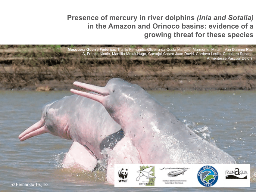 Pdf Presence Of Mercury In River Dolphins Inia And Sotalia In The Amazon And Orinoco Basins Evidence Of A Growing Threat For These Species