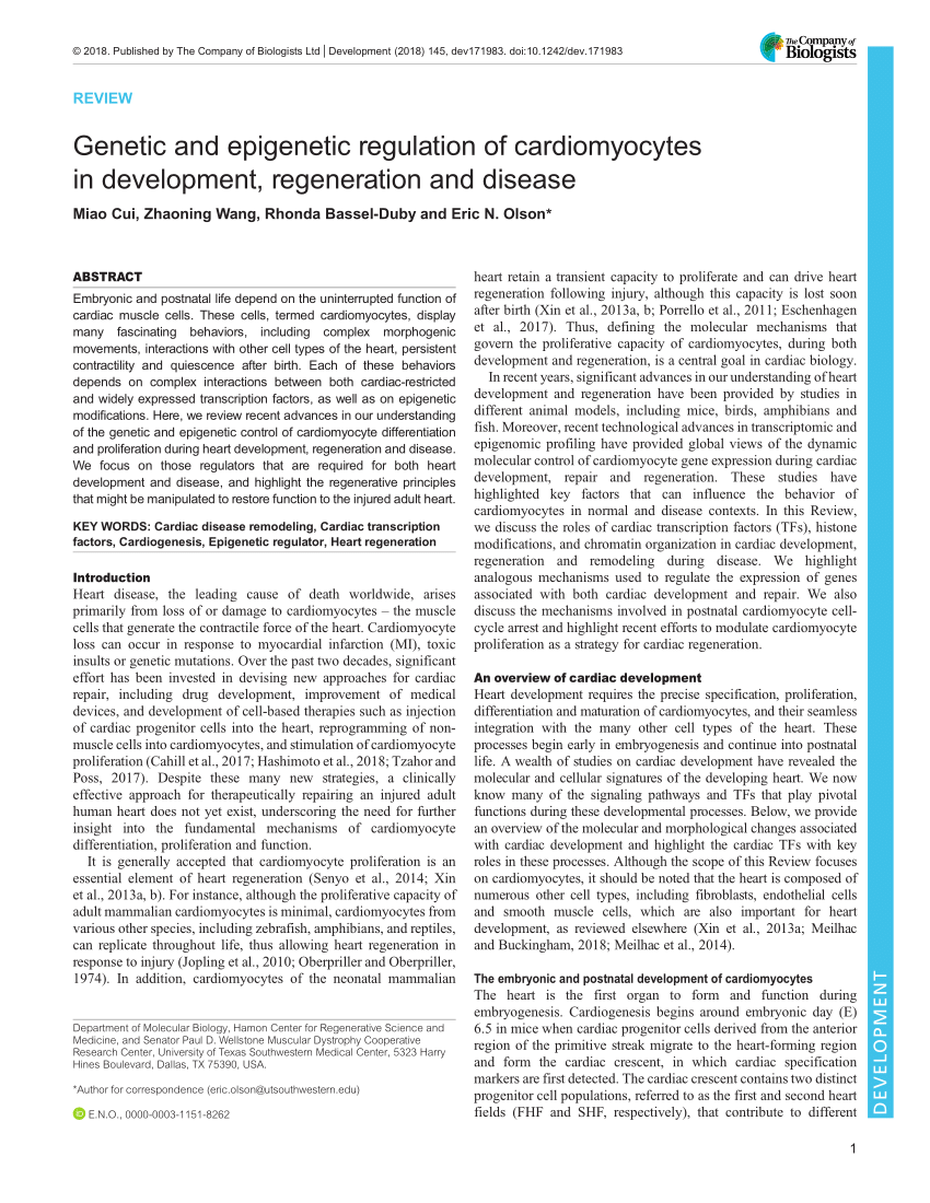 Pdf Genetic And Epigenetic Regulation Of Cardiomyocytes In Development Regeneration And Disease