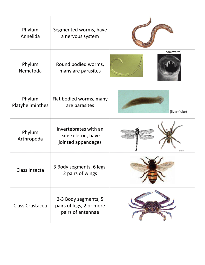 Invertebrates with Jointed Legs: Exploring the Fascinating World of