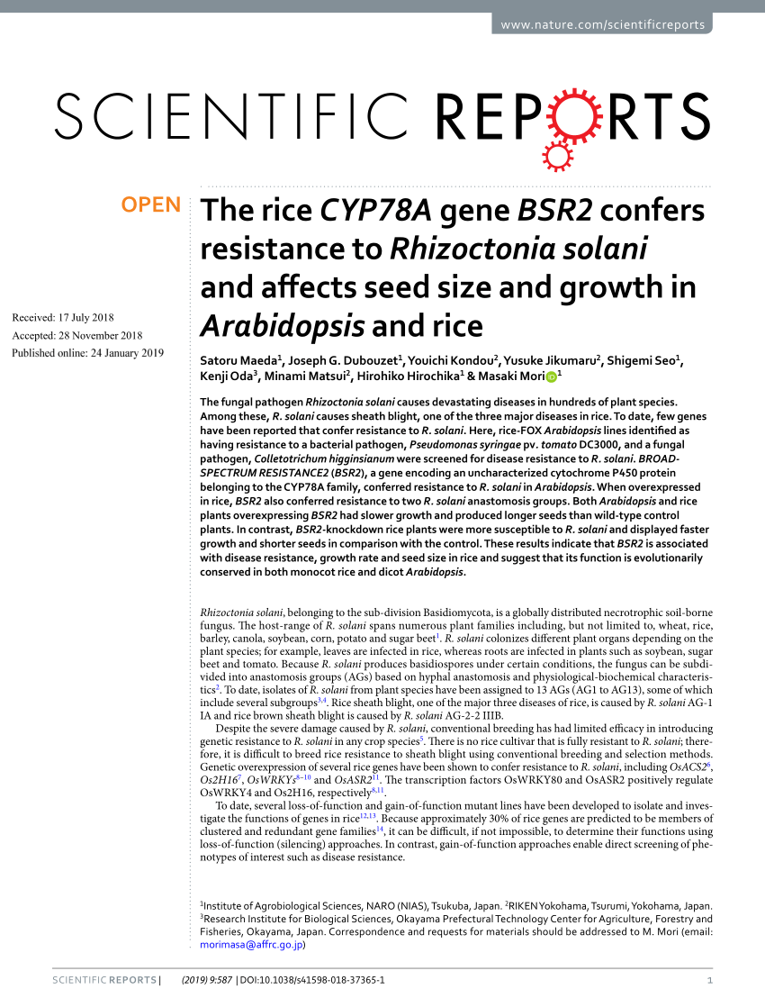Pdf The Rice Cyp78a Gene Bsr2 Confers Resistance To Rhizoctonia Solani And Affects Seed Size And Growth In Arabidopsis And Rice