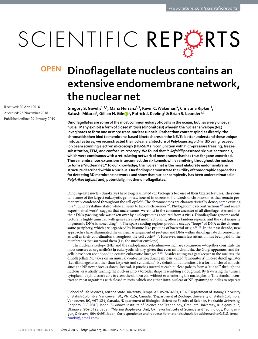 PDF) Dinoflagellate nucleus an extensive endomembrane network, the nuclear net