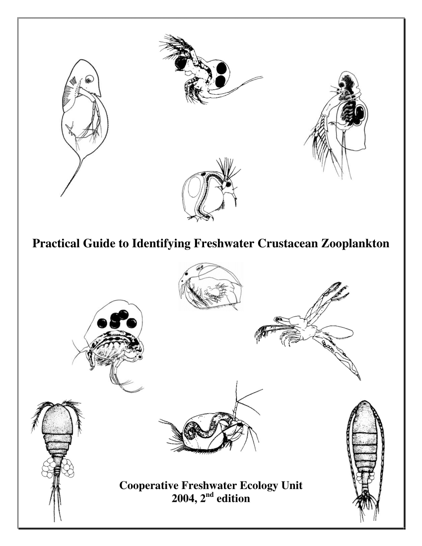 Invertebrate Identification Chart