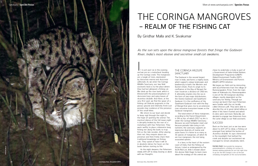 Hunter in the Mangroves: The Fishing Cat of Coringa