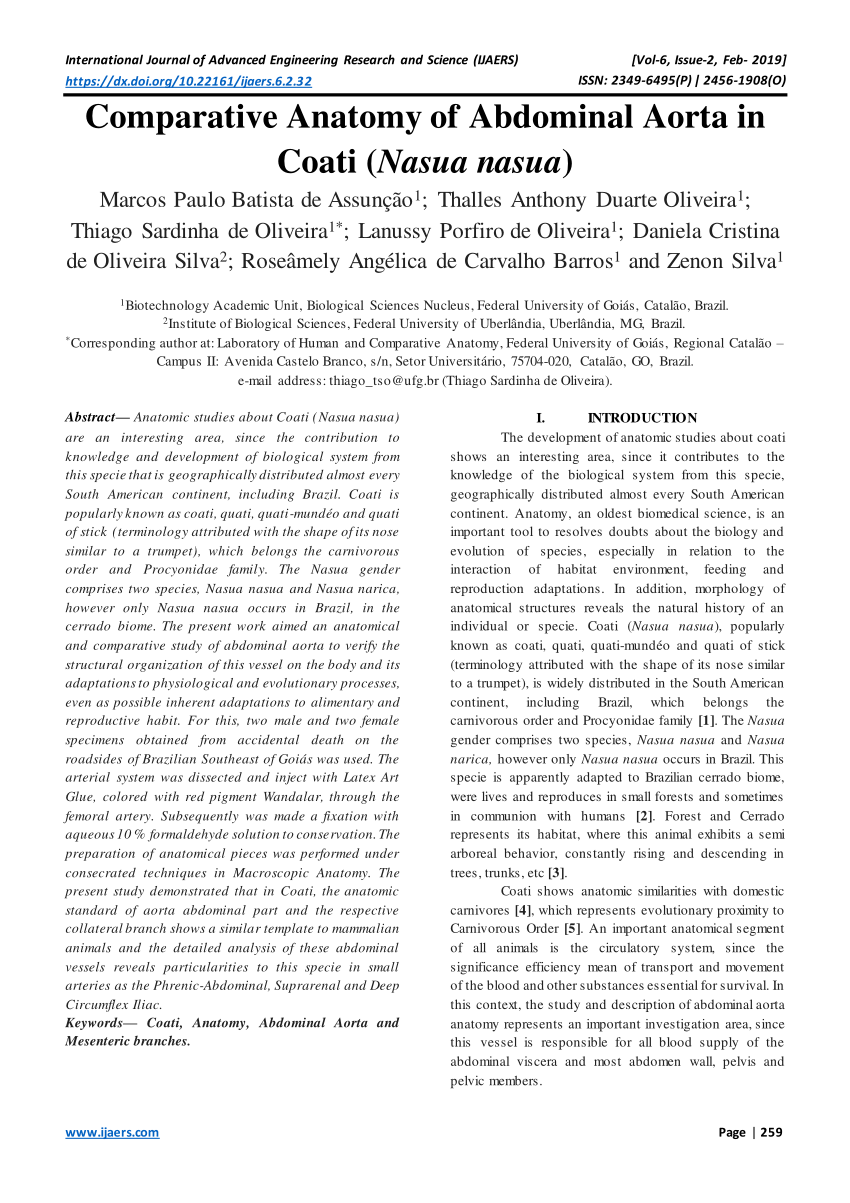 Pdf Comparative Anatomy Of Abdominal Aorta In Coati Nasua Nasua