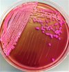 Pdf Klebsiella Pneumonia Growth On Macconkey Agar Medium